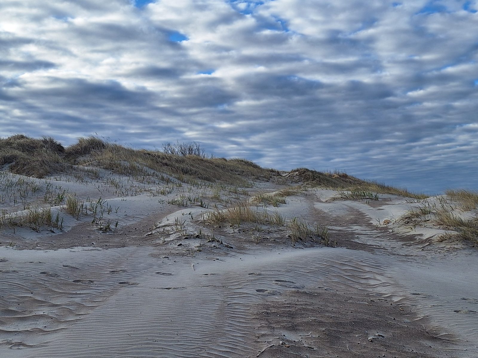 Dune grass under a cloudy sky near Palanga